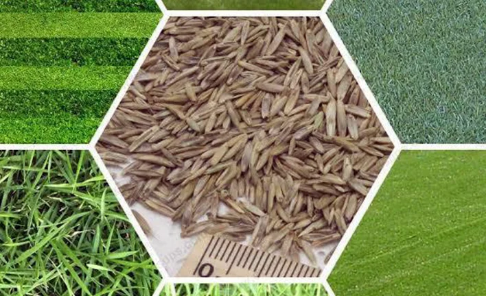 6 lı karışım çim tohumu 1KG